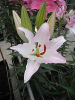 [1769 Namara No01.JPG]